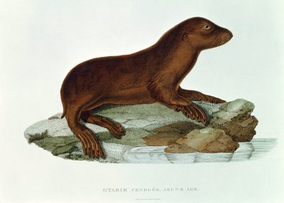 Un cucciolo di leone marino australiano (neophoca cinerea) illustrazione da 